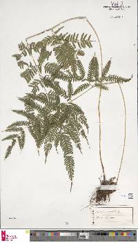 Pteris catoptera image