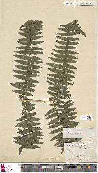 Pteris gigantea image