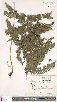 Pteris biaurita image