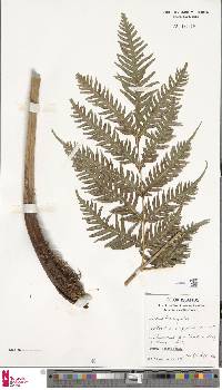 Pteris comans image