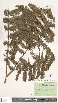 Pteris wallichiana image