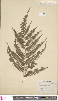 Pteris wallichiana image