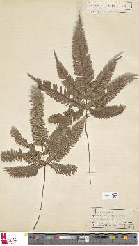 Pteris biaurita image