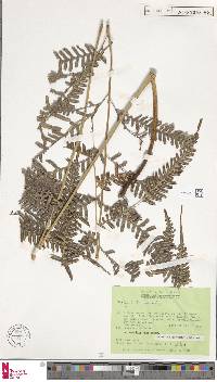 Pteris blumeana image