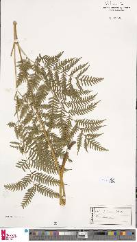 Pteris buchananii image