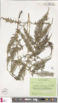 Pteris blumeana image