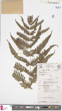 Pteris wallichiana image