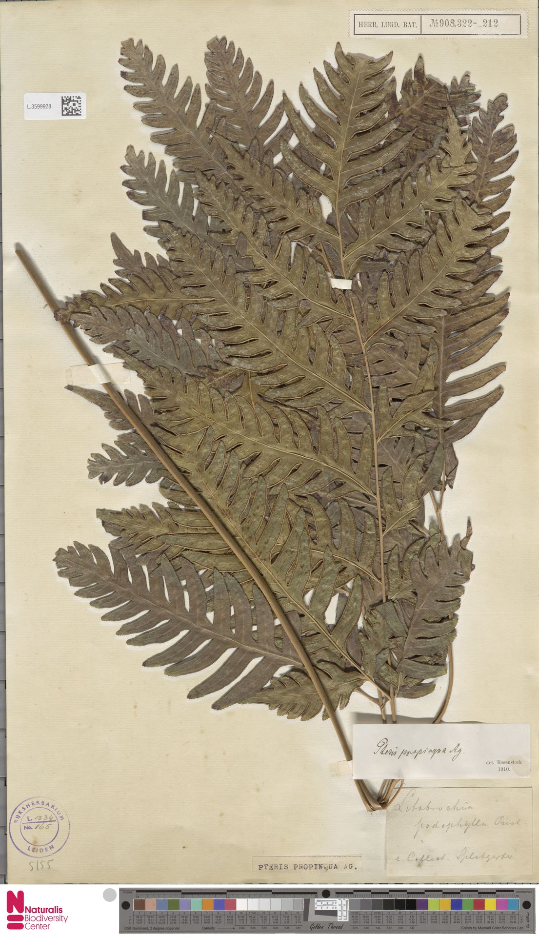 Pteris propinqua image