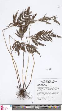 Pteris wallichiana image