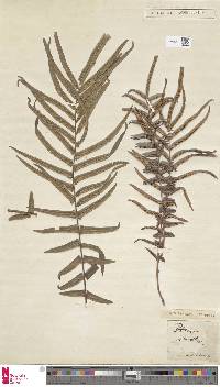 Pteris denticulata image