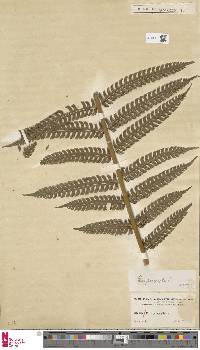 Pteris podophylla image