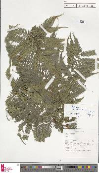 Pteris wallichiana image