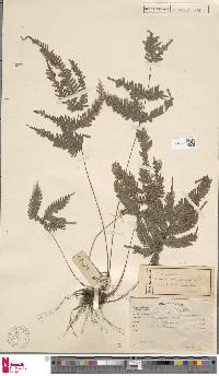 Pteris biaurita subsp. fornicata image