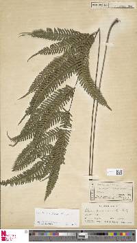 Pteris biaurita subsp. fornicata image