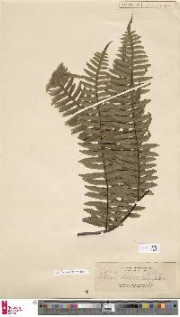 Pteris mertensioides image