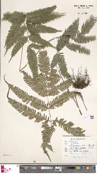 Pteris longipinnula image