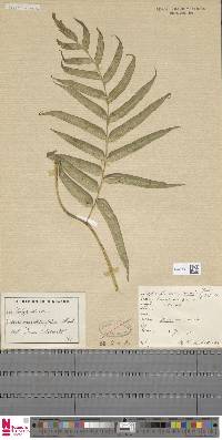 Pteris semiadnata image