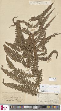 Pteris linearis image