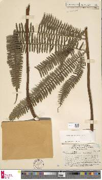 Pteris mertensioides image