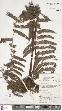 Sphaerostephanos heterocarpus image