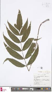 Image of Diploblechnum acuminatum