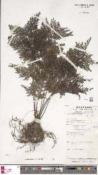 Abrodictyum obscurum image
