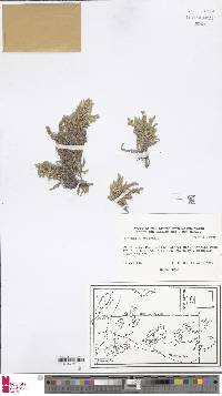 Selaginella rupincola image