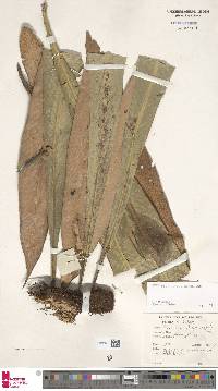 Pyrrosia platyphylla image