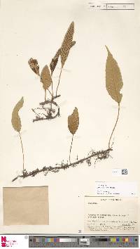 Selliguea plantaginea image