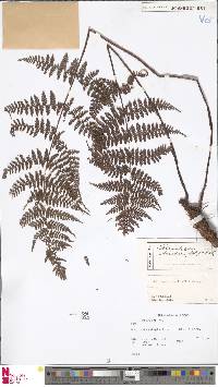 Dryopteris alpina image