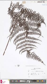 Dryopteris alpina image