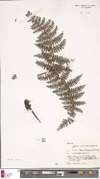 Dryopteris alpina image