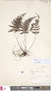 Dryopteris alpina image
