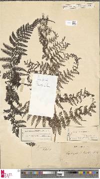 Dryopteris alpina image