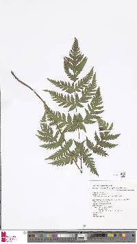Tectaria membranacea image