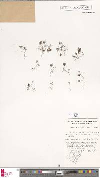 Hymenophyllum lyallii image