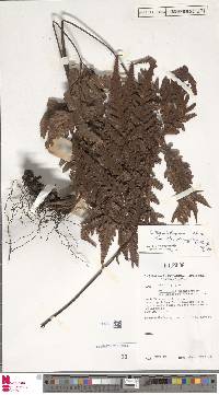Tectaria trichotoma image