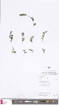 Didymoglossum punctatum subsp. labiatum image