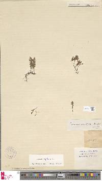 Didymoglossum reptans image