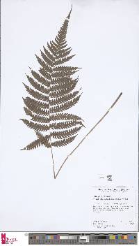 Steiropteris clypeolutata image