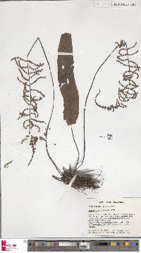 Tectaria macleanii image