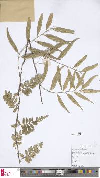 Image of Teratophyllum clemensiae