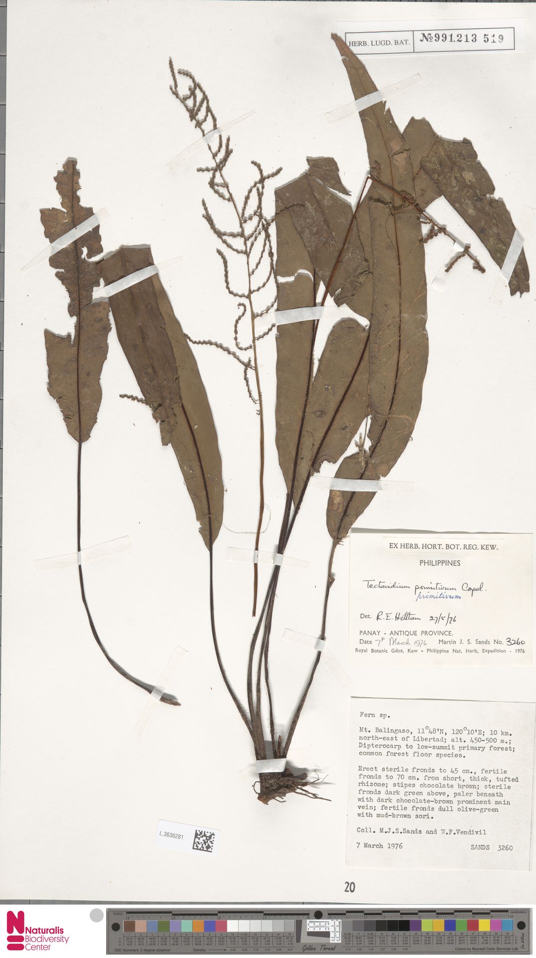 Tectaria macleanii image