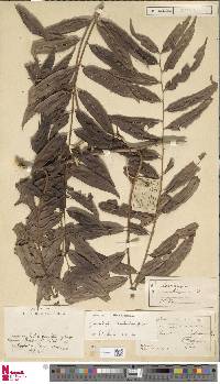 Image of Teratophyllum koordersii