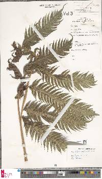 Woodwardia radicans image