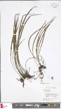 Haplopteris flexuosa image
