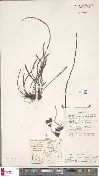 Haplopteris ensiformis image