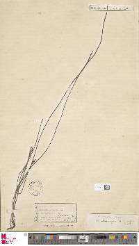 Haplopteris ensiformis image