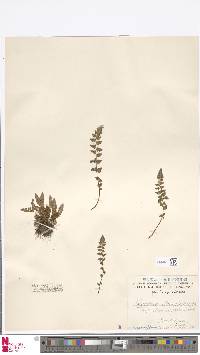 Woodsia alpina image