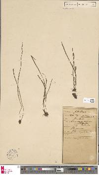 Haplopteris angustifolia image